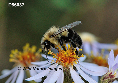 Common Eastern Bumble Bee (Bombus impatiens)